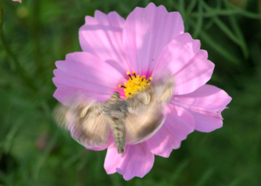 A proposito di Autographa gamma